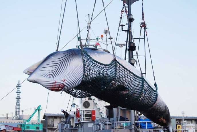Une baleine est soulevée par une grue pendant le programme de recherche sur la chasse à la baleine dans le Pacifique Nord, à Kushiro, en 2017.