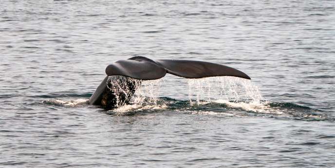 Même pendant le moratoire, les Japonais ont continué de pêcher 5 000 tonnes de baleines par an.