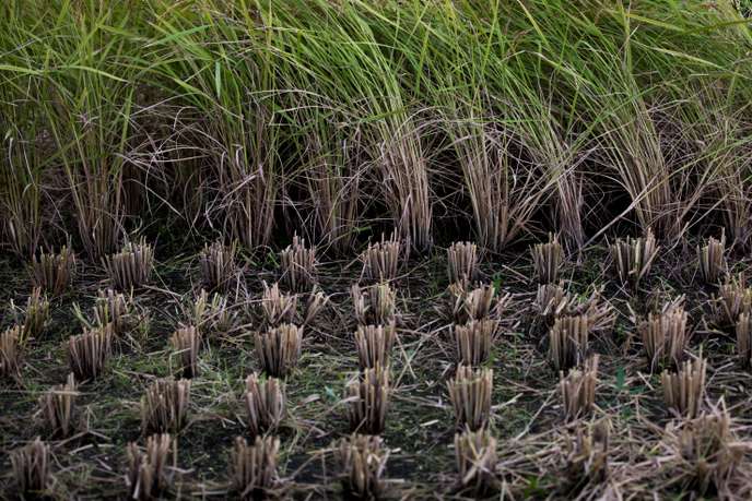 Une rizière, à Kazo (Japon), en août 2018.