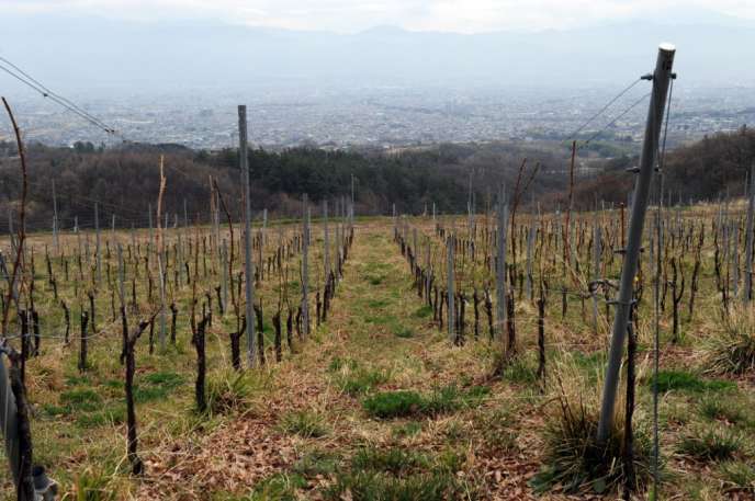 Un vignoble à Kai (Yamanashi ), au Japon, en mars 2013.