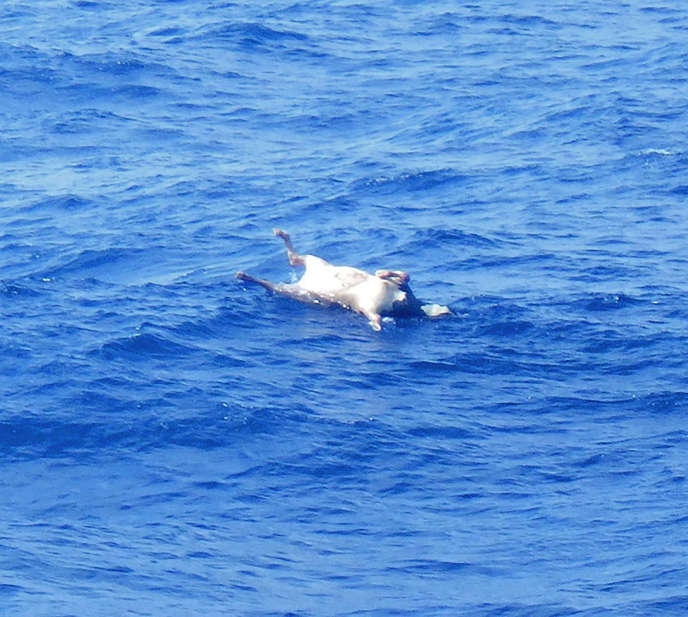 Cette photo publiée par les gardes-côtes japonais montre le corps d’une vache qui flotte en mer de Chine orientale après le naufrage du cargo bétailler « Gulf-Livestock 1 », le 3 septembre.