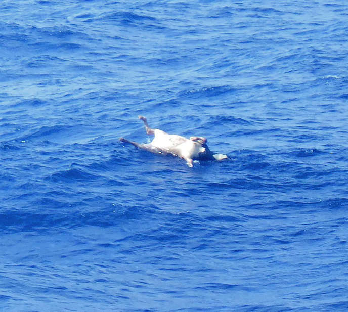 Cette photo publiée par les gardes-côtes japonais montre le corps d’une vache qui flotte en mer de Chine orientale après le naufrage du cargo bétailler « Gulf-Livestock 1 », le 3 septembre.