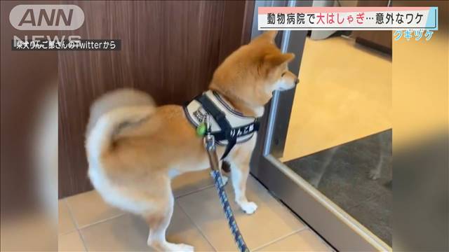 尻尾フリフリ 動物病院で大はしゃぎ なぜ テレビ朝日系 Ann