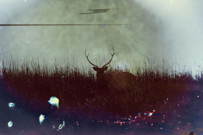 Photo extraite de la série « Ecologie négative », de Tamaki Yoshida.