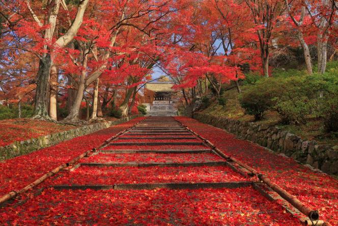 Au mois de novembre, Kyoto, l’ancienne capitale impériale du Japon, se couvre d’érable.