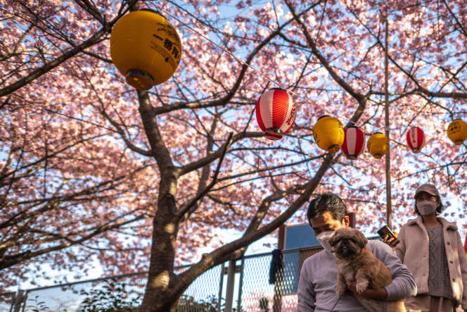 Cerisiers en fleur à Miura, le 27 février 2023.